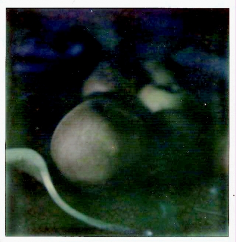 slideshow